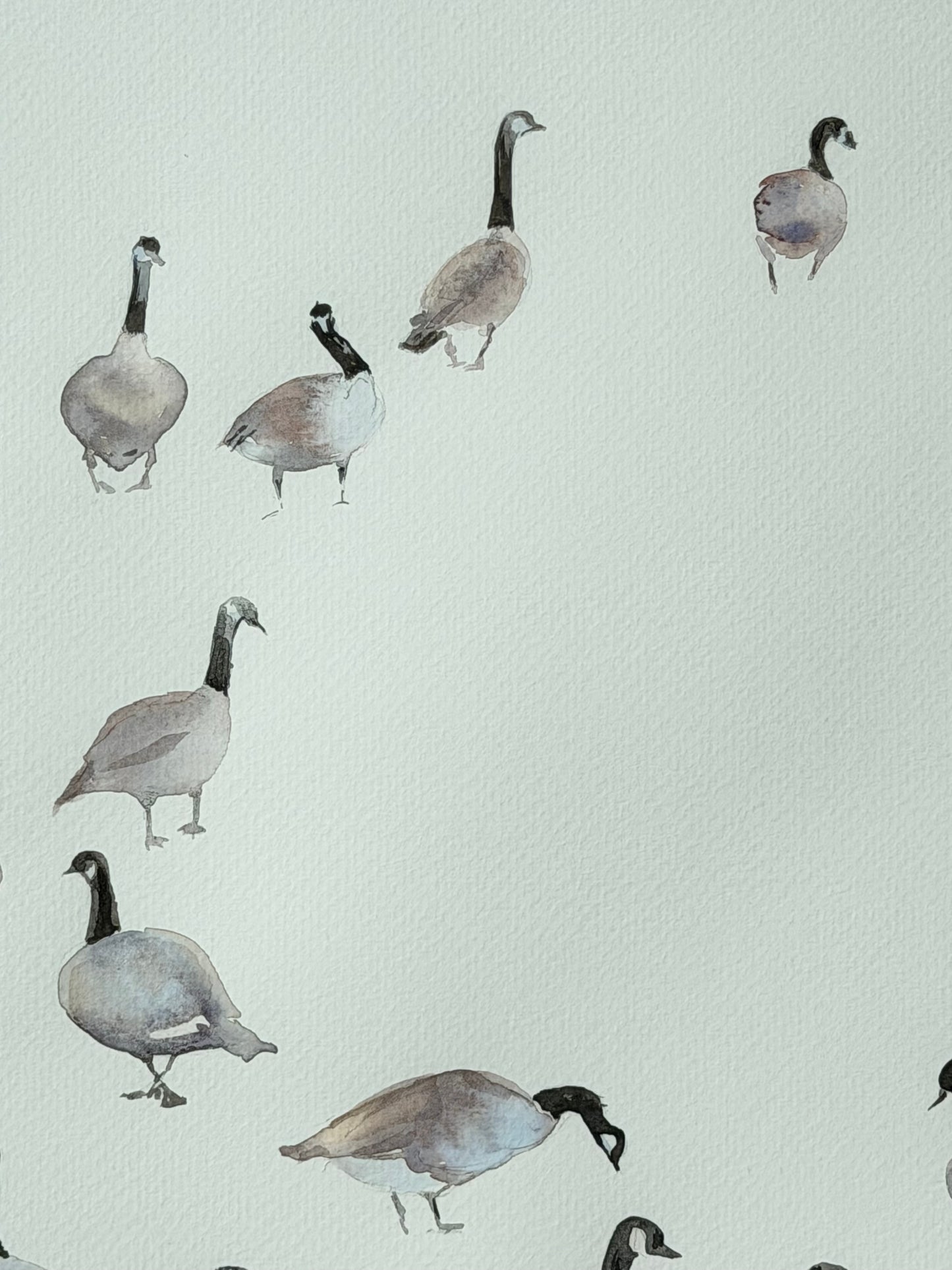 Geese of the North