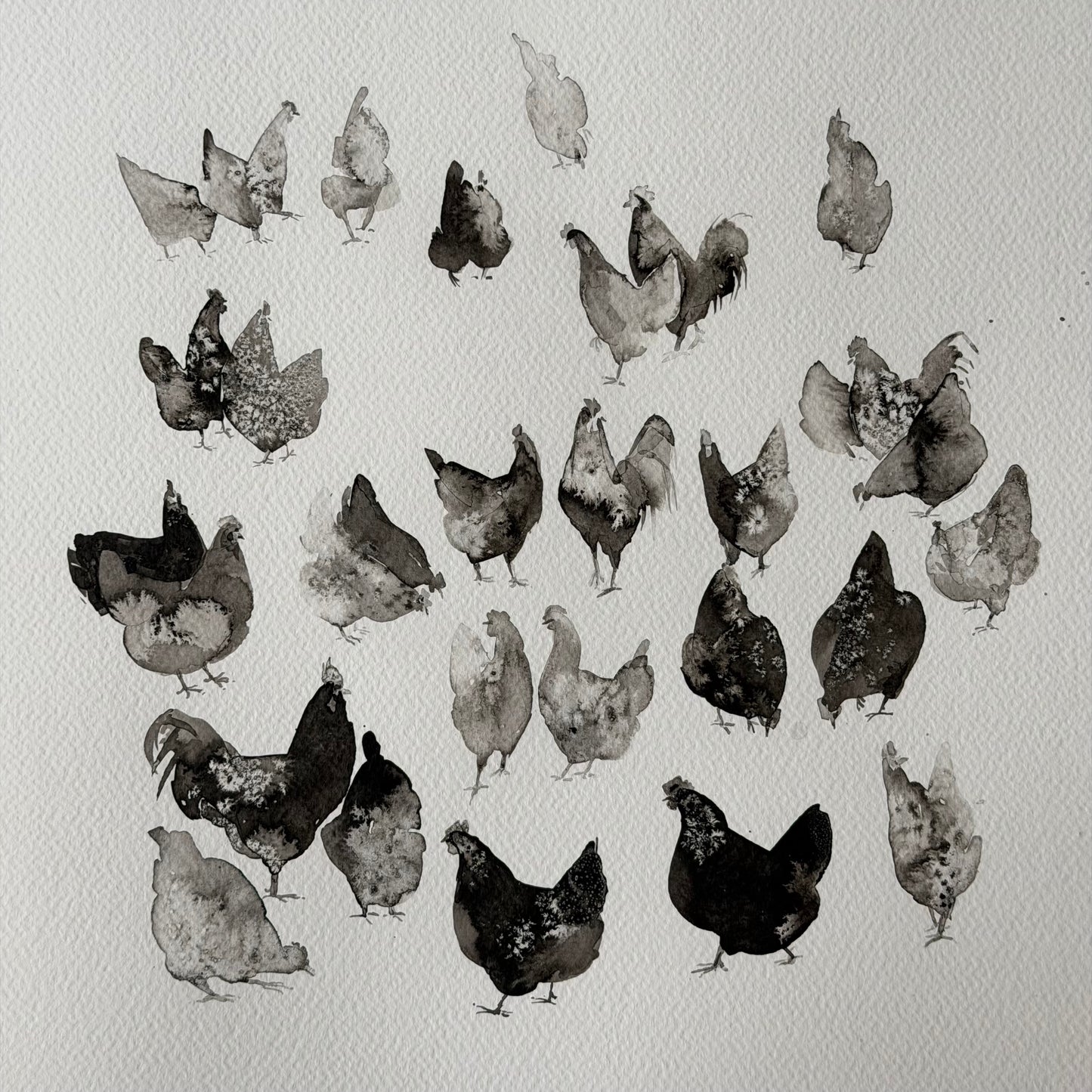 Between Black and White. Chickens