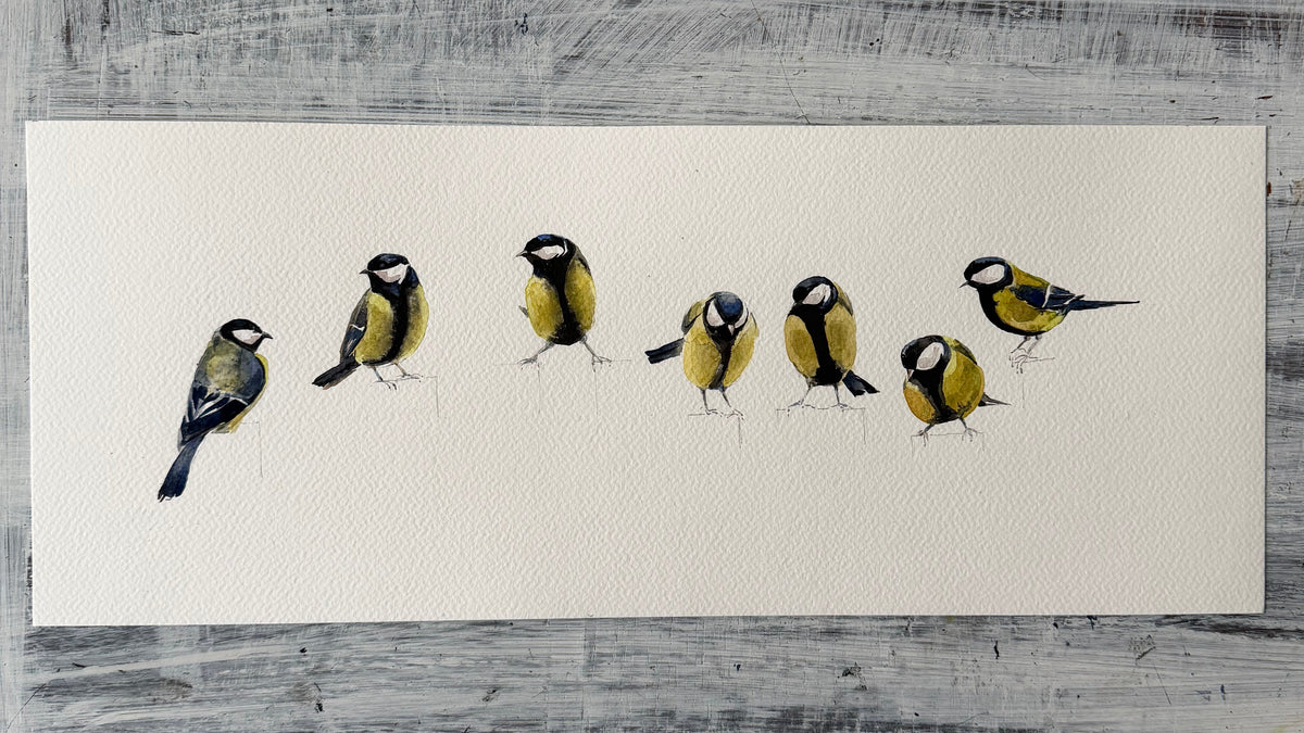 Parus Major (Seven)