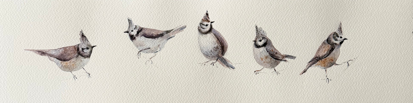 Lophophanes Cristatus (Five)