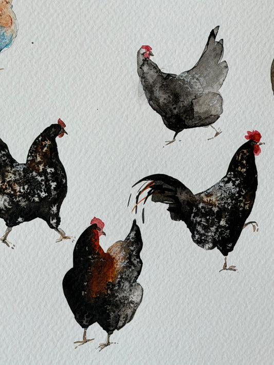Yard Stories (chickens)