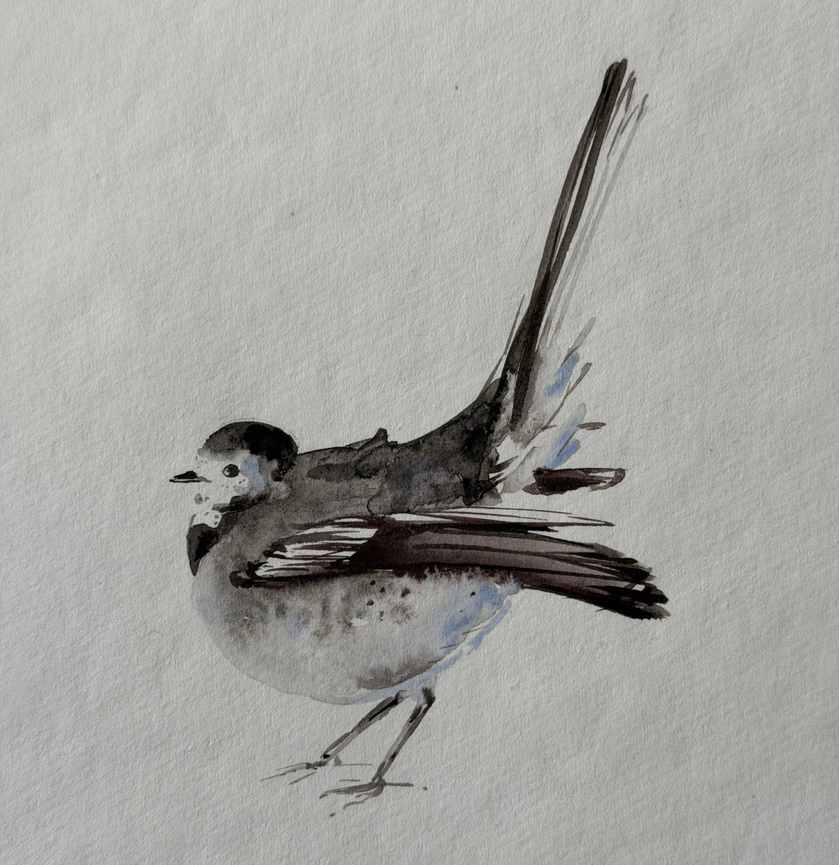 Motacilla alba (Bird)