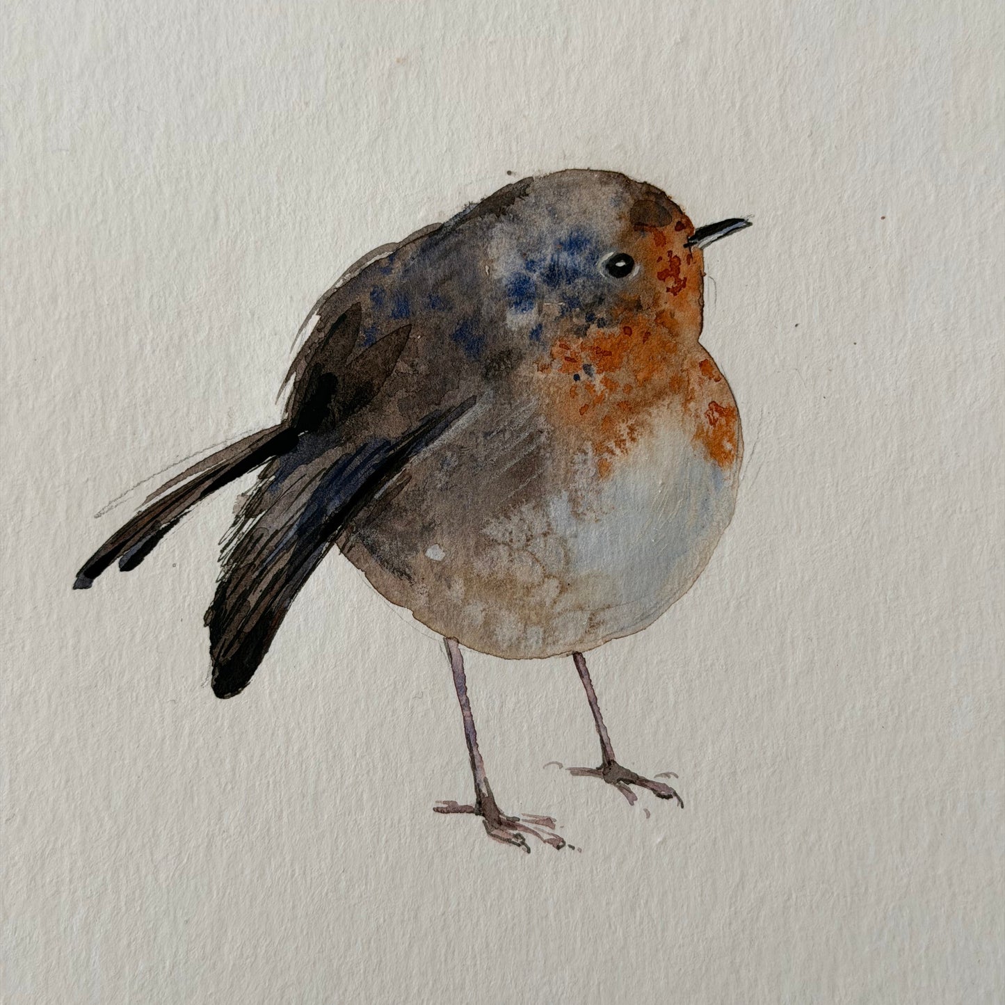 Erithacus rubecula (small but bold)