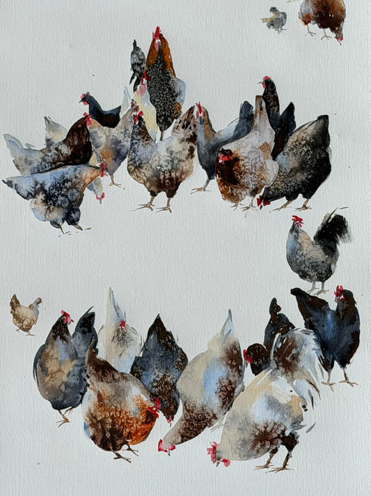 Chicken Bazaar