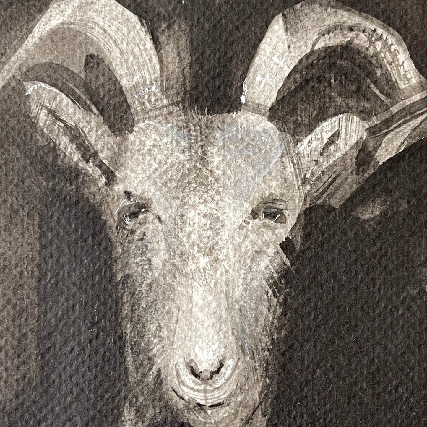 Three Goats in a Row Peeking from the Barn