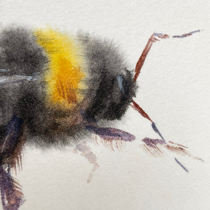 Small Bumblebee