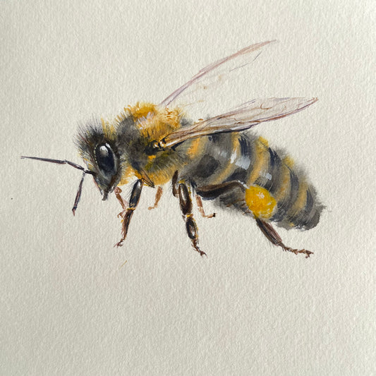 Honey Bee
