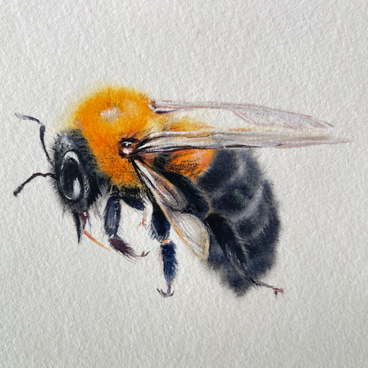 Clever Carpenter Bee