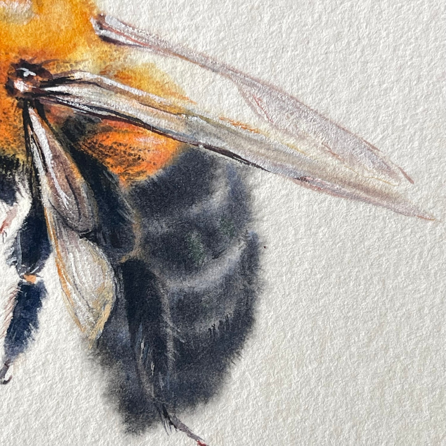 Clever Carpenter Bee