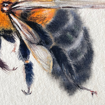 Clever Carpenter Bee