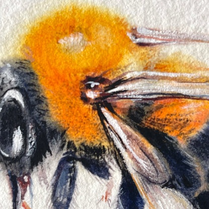 Clever Carpenter Bee