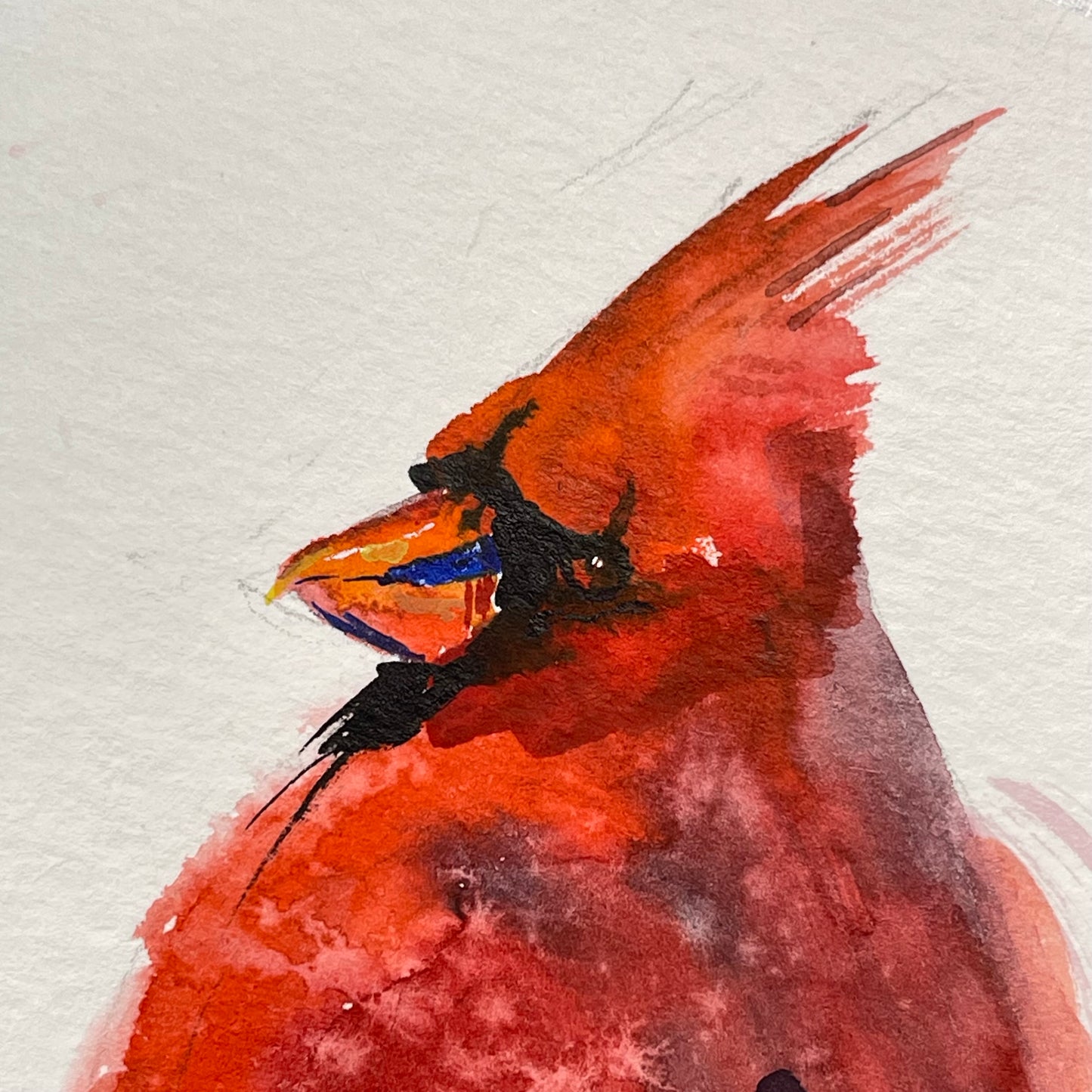Red Cardinal