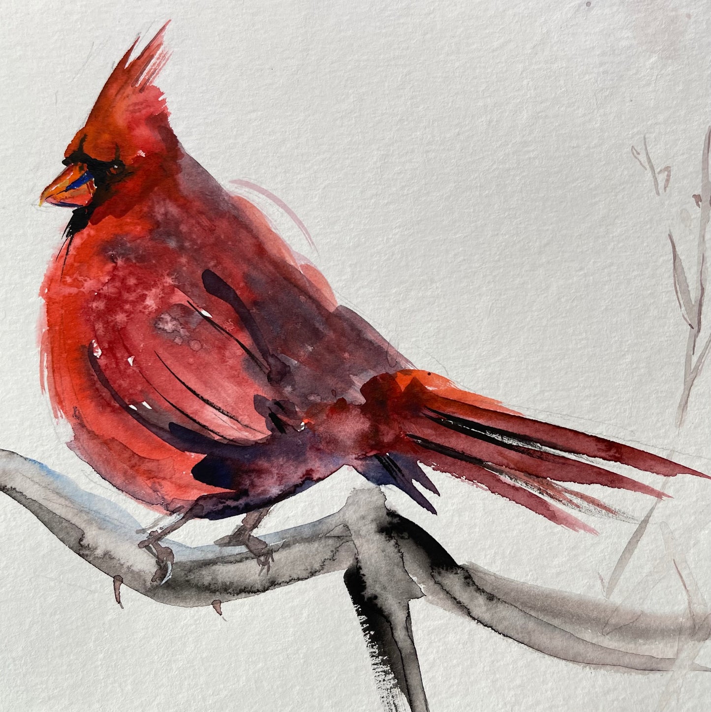 Red Cardinal
