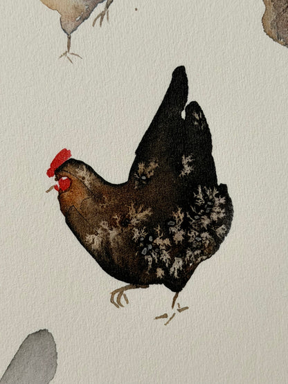 Many colourful chickens