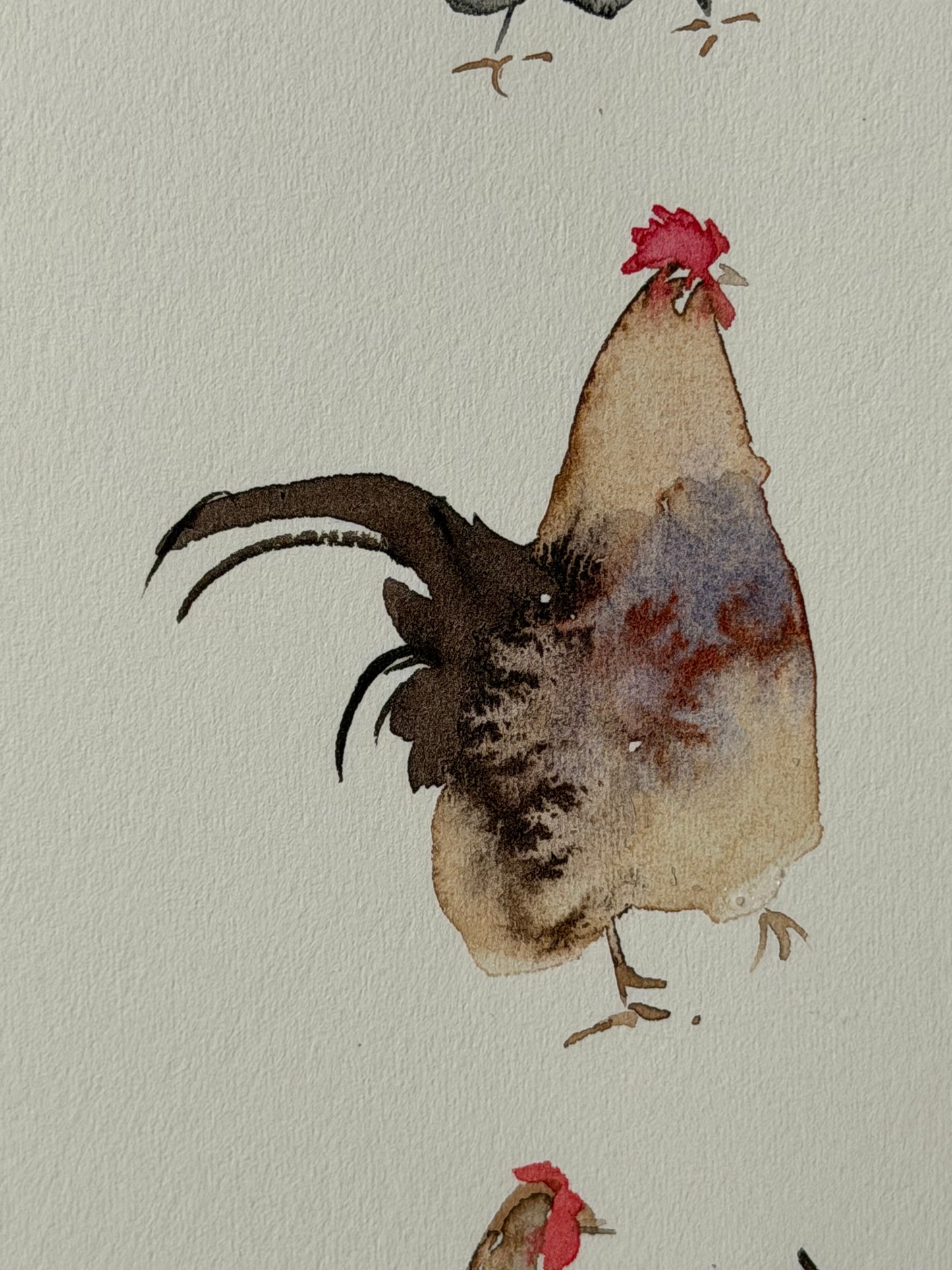 Many colourful chickens