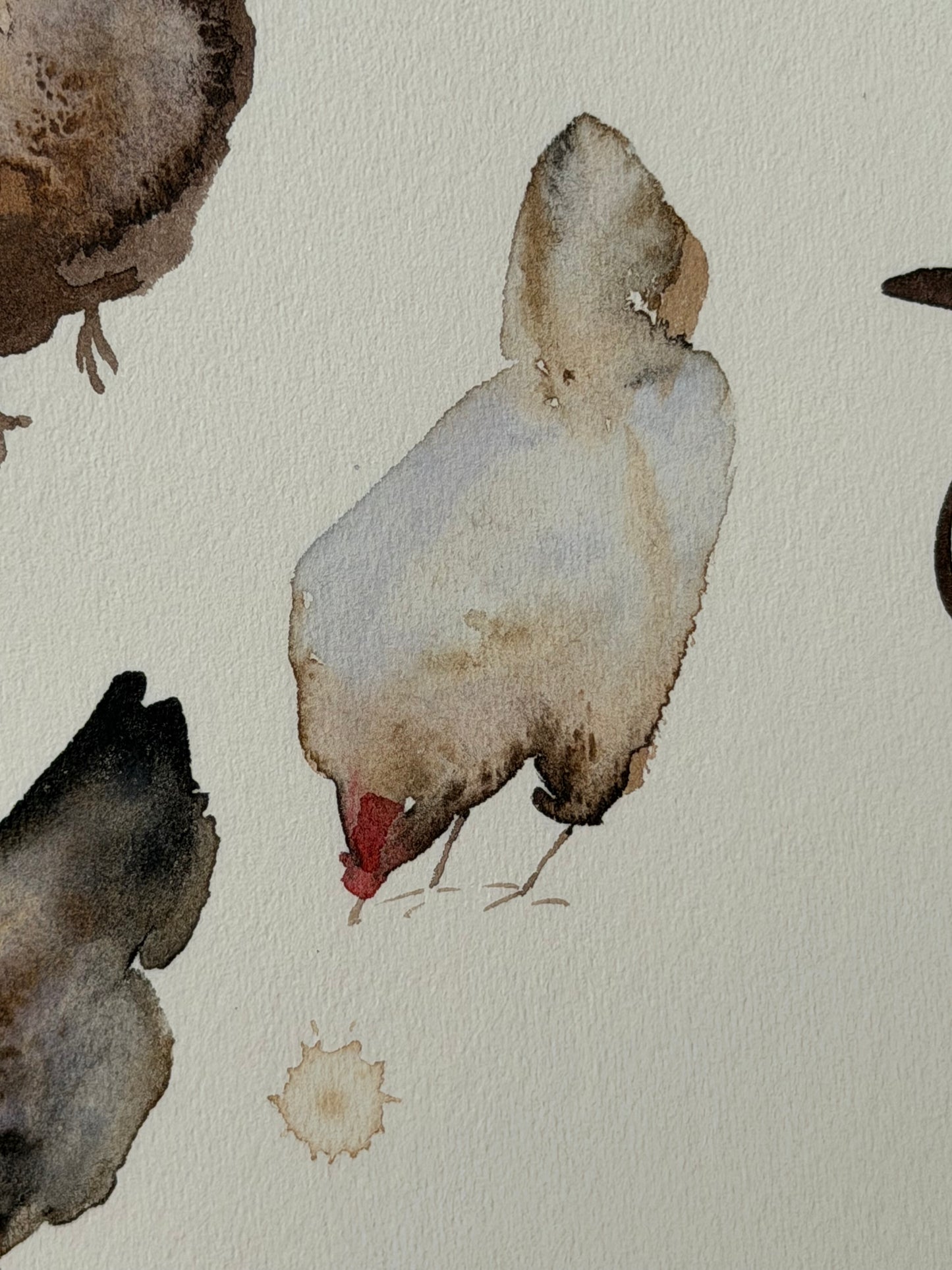 Many colourful chickens