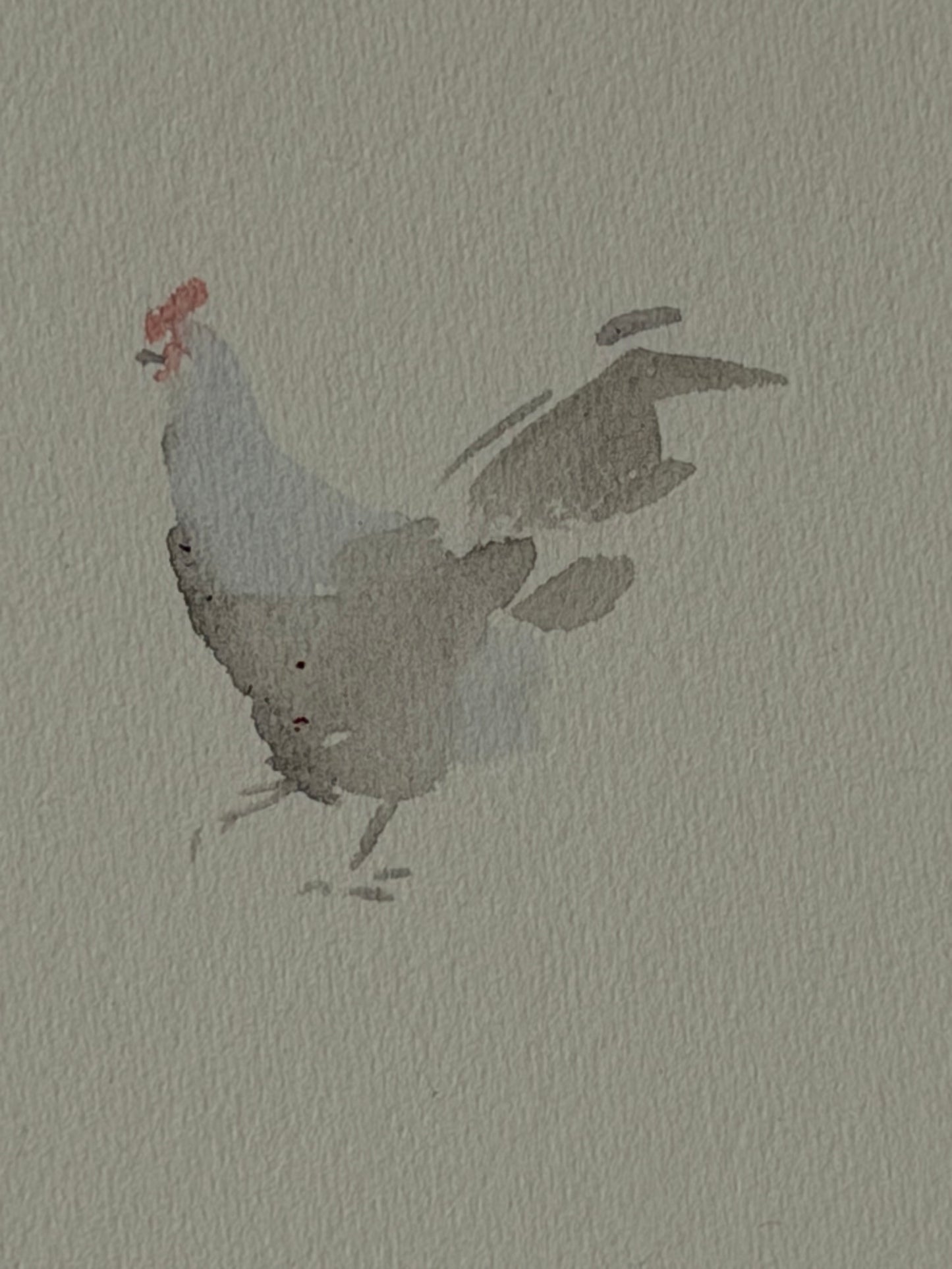 Many colourful chickens