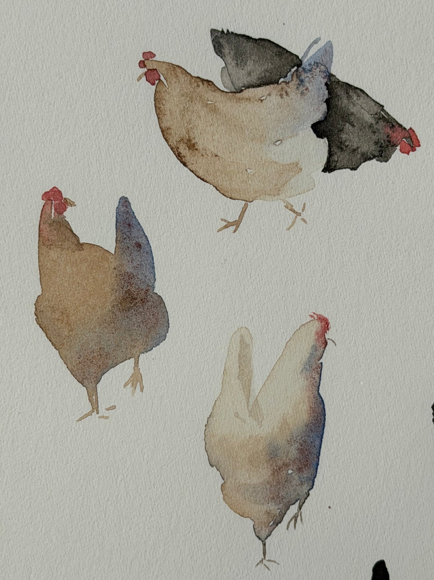Many colourful chickens
