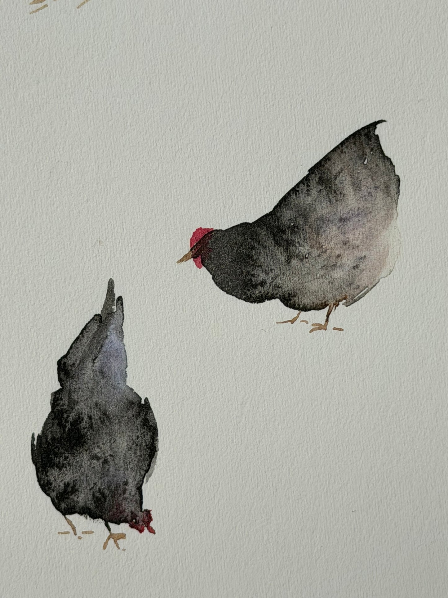 Many colourful chickens
