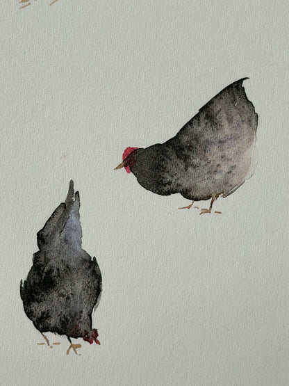 Many colourful chickens