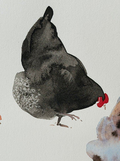 Many colourful chickens
