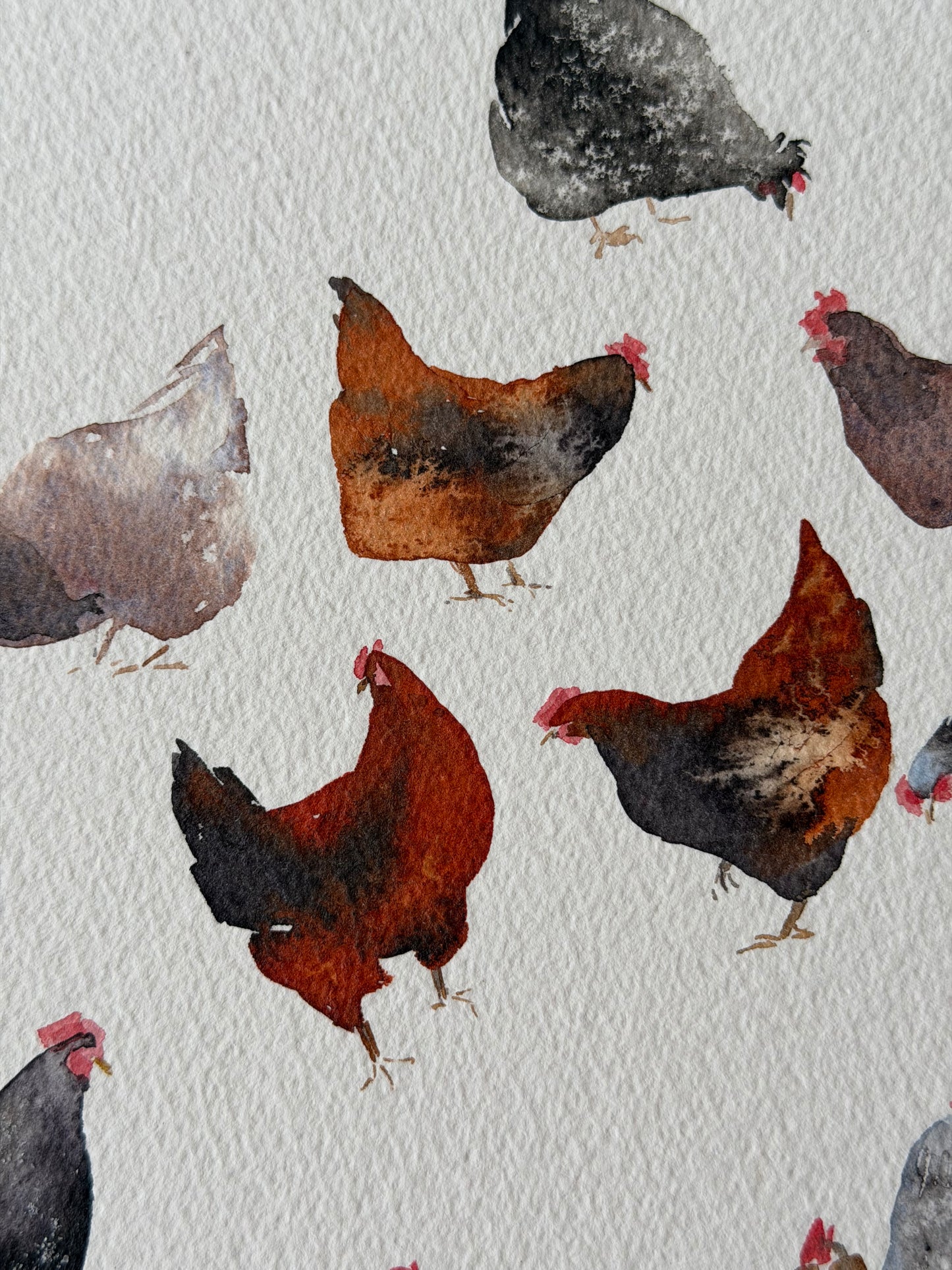 Backyard Chickens Club