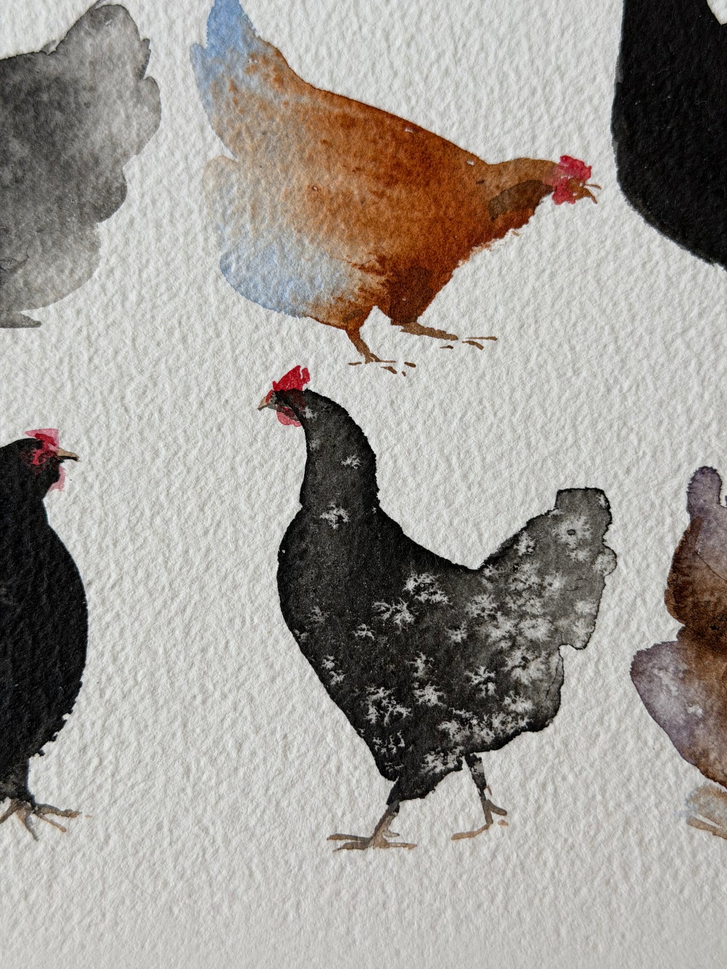 Backyard Chickens Club
