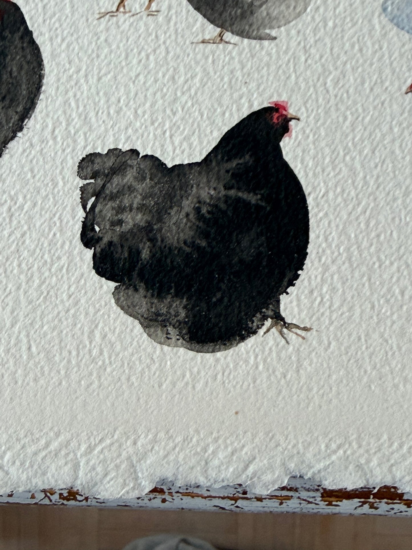 Backyard Chickens Club