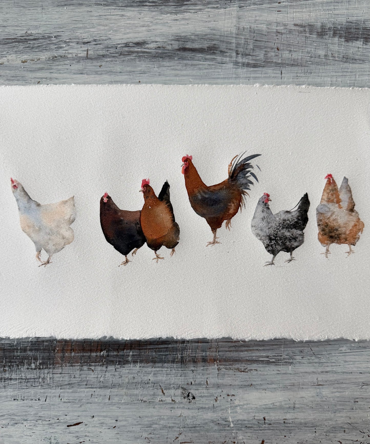 Five hens, one problem.