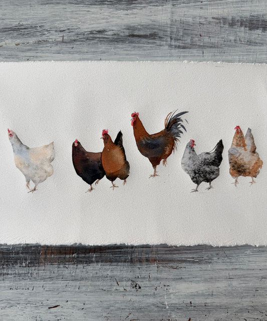 Five hens, one problem.
