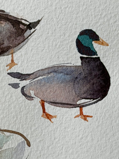 Bridge to the Countryside: Ducks