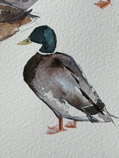 Bridge to the Countryside: Ducks