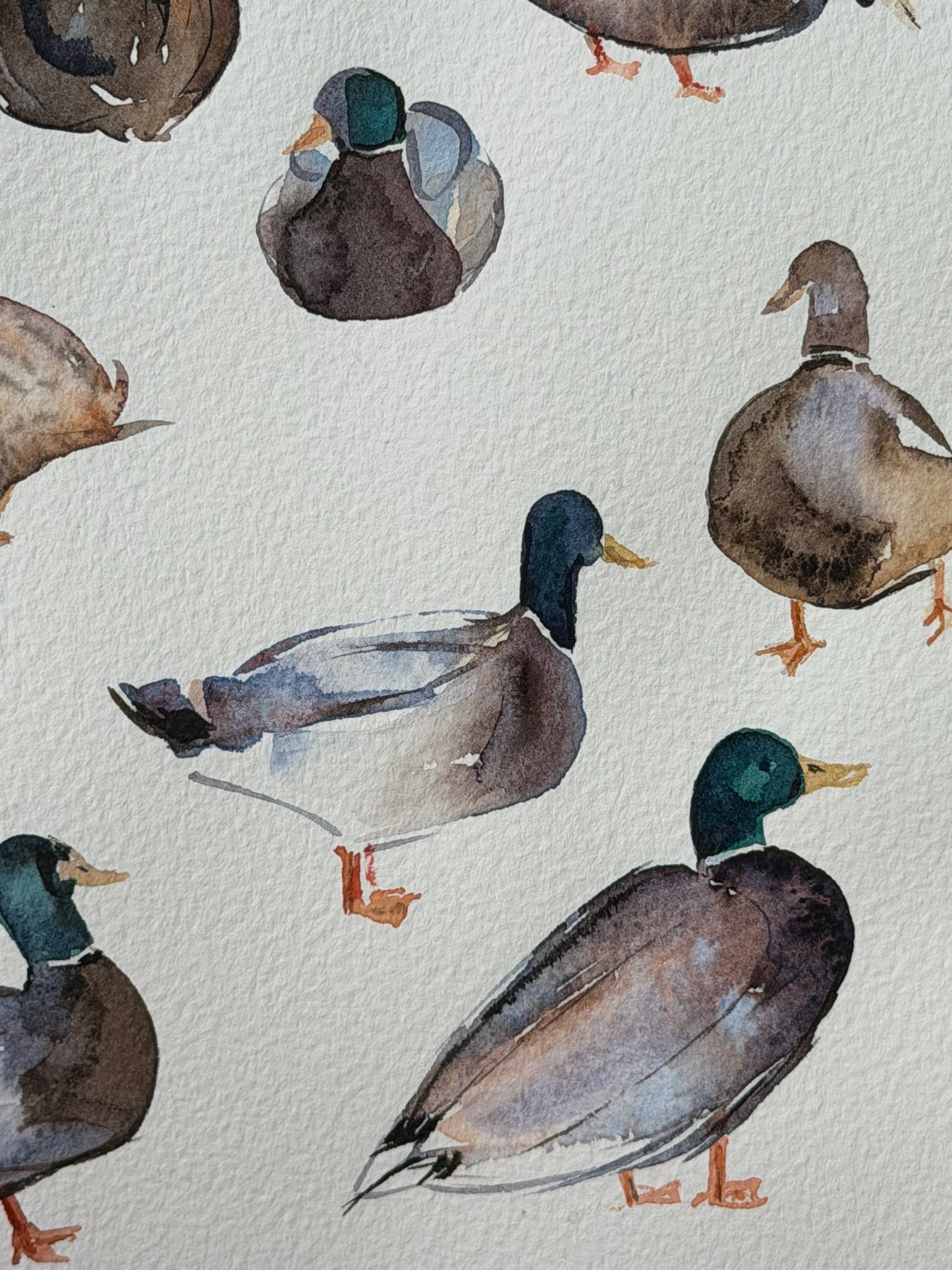 Bridge to the Countryside: Ducks