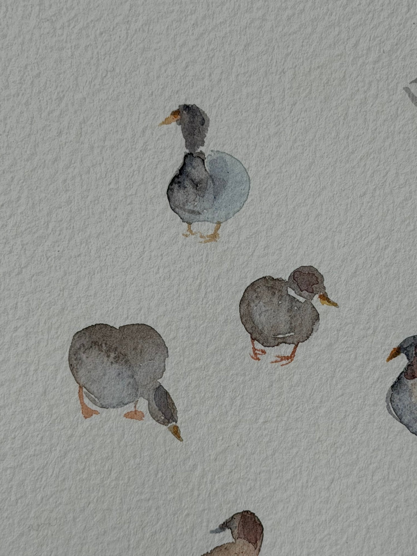 Bridge to the Countryside: Ducks