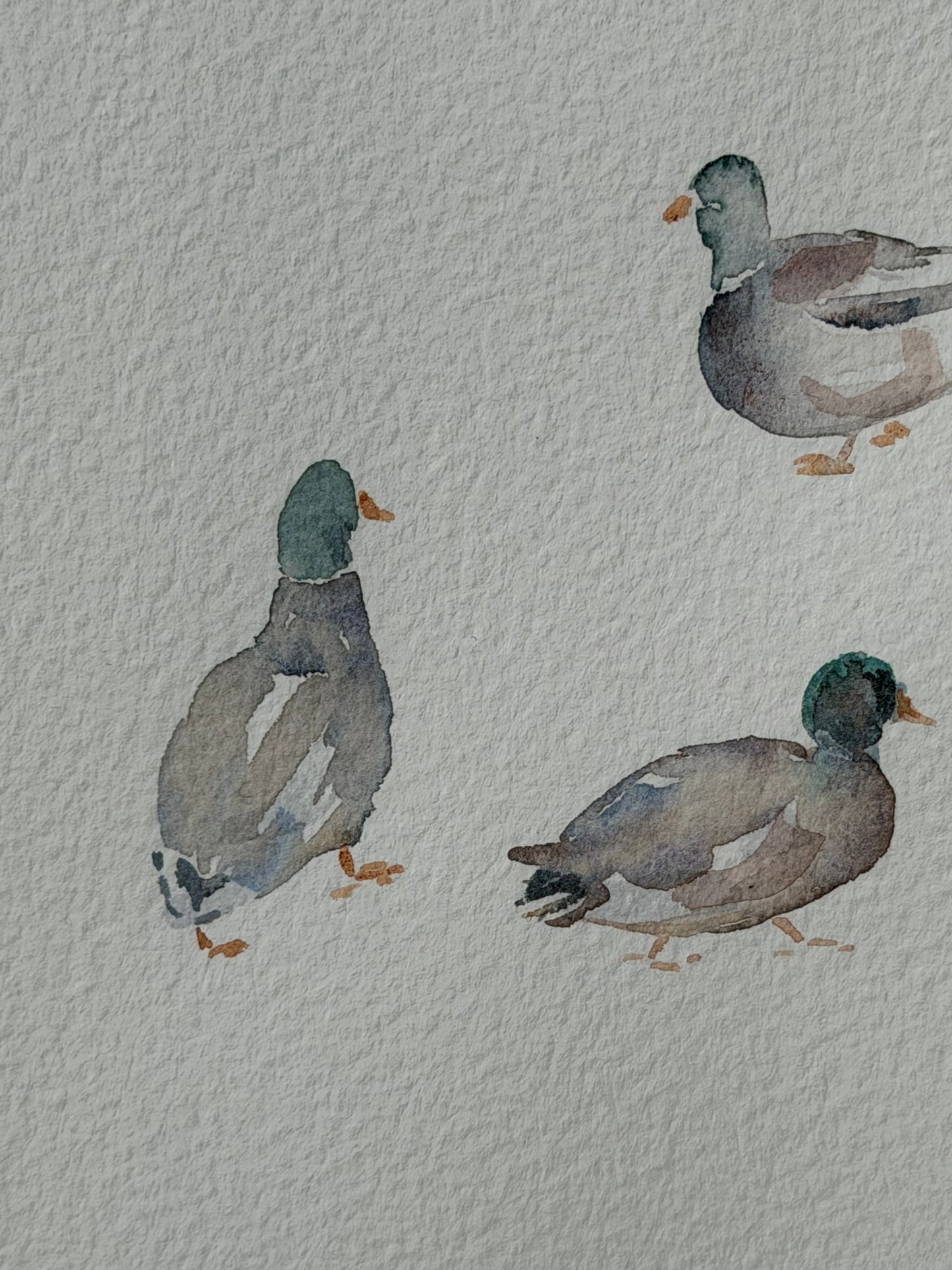 Bridge to the Countryside: Ducks