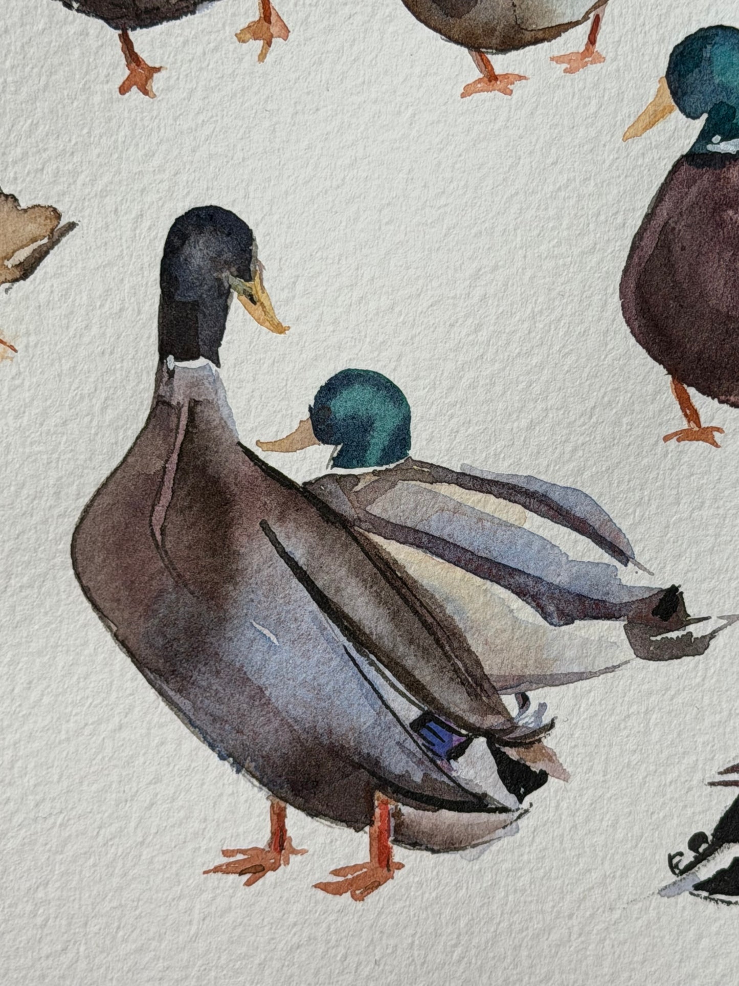 Bridge to the Countryside: Ducks