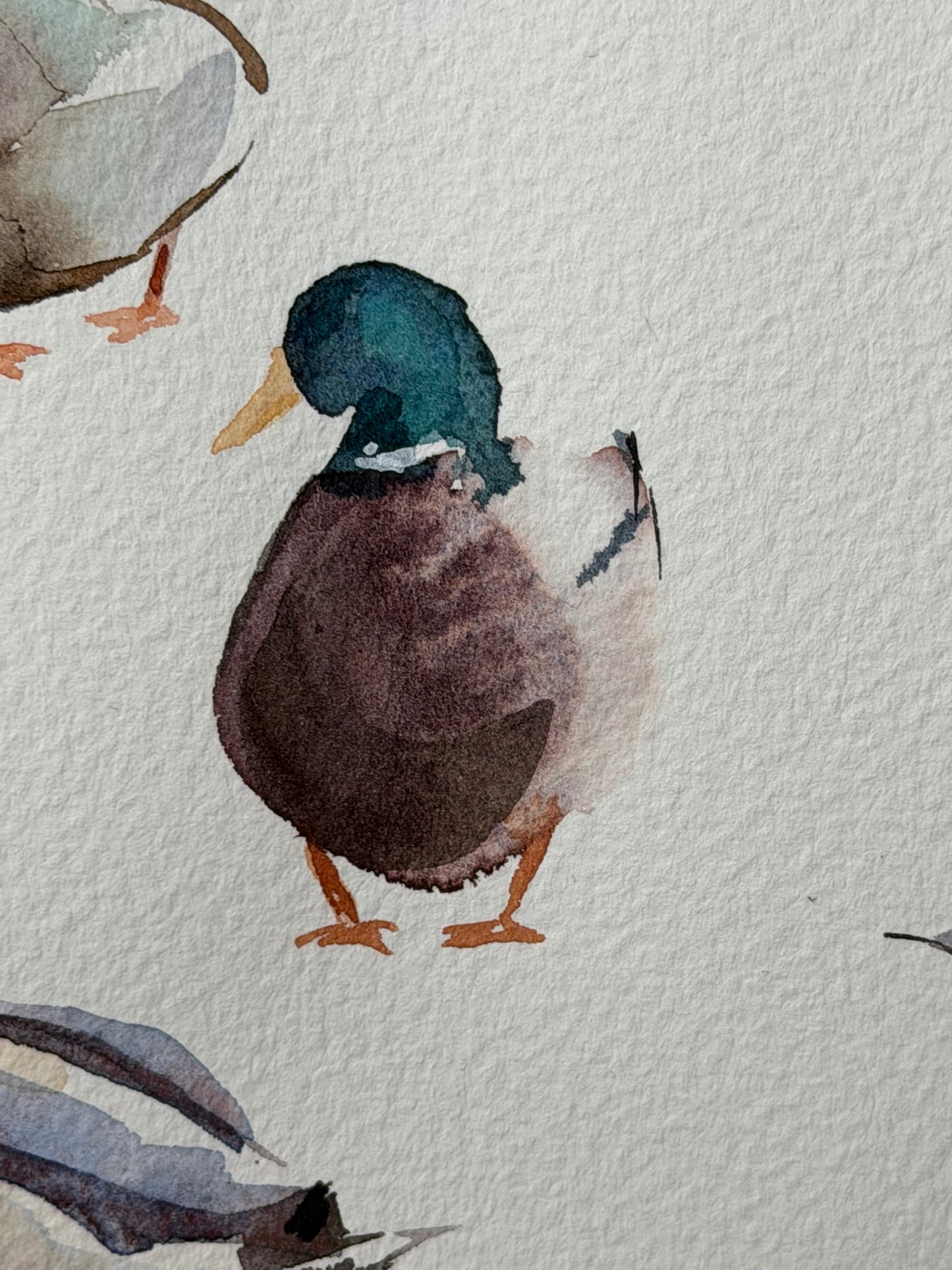 Bridge to the Countryside: Ducks