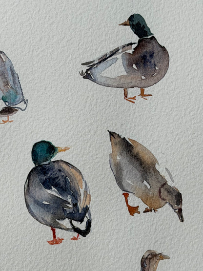 Bridge to the Countryside: Ducks