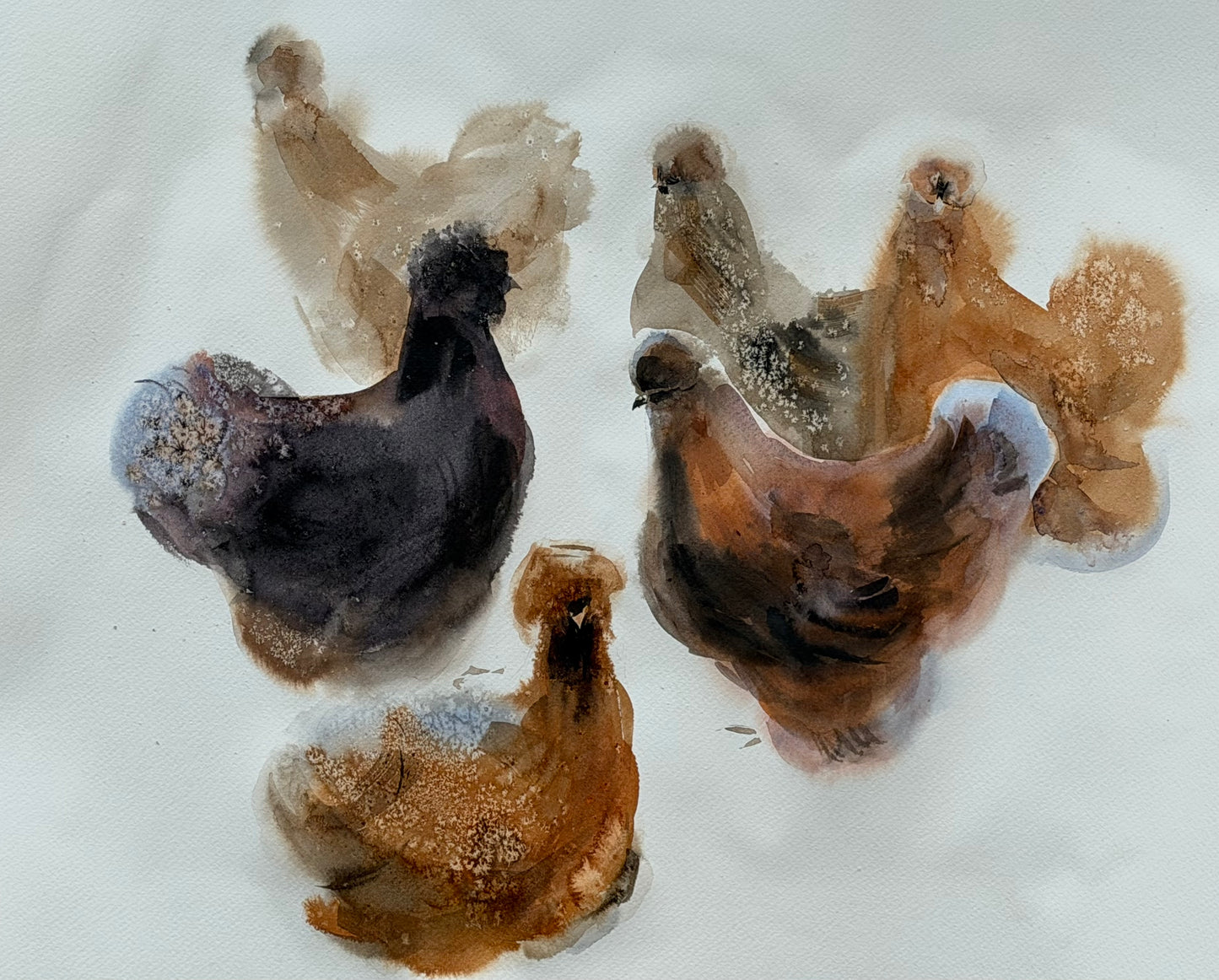 Six Silkie Chickens