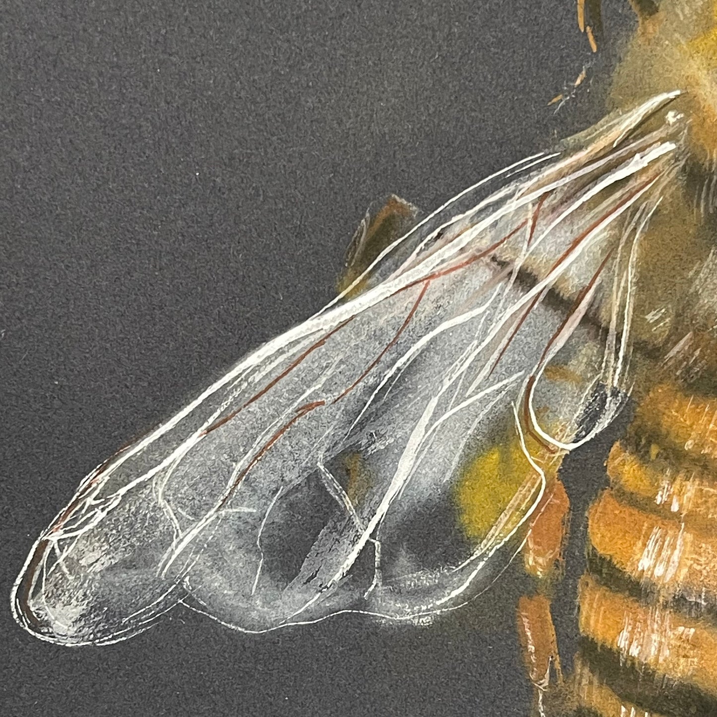 A Honey Bee's Dance on Midnight Canvas