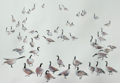 Geese of the North