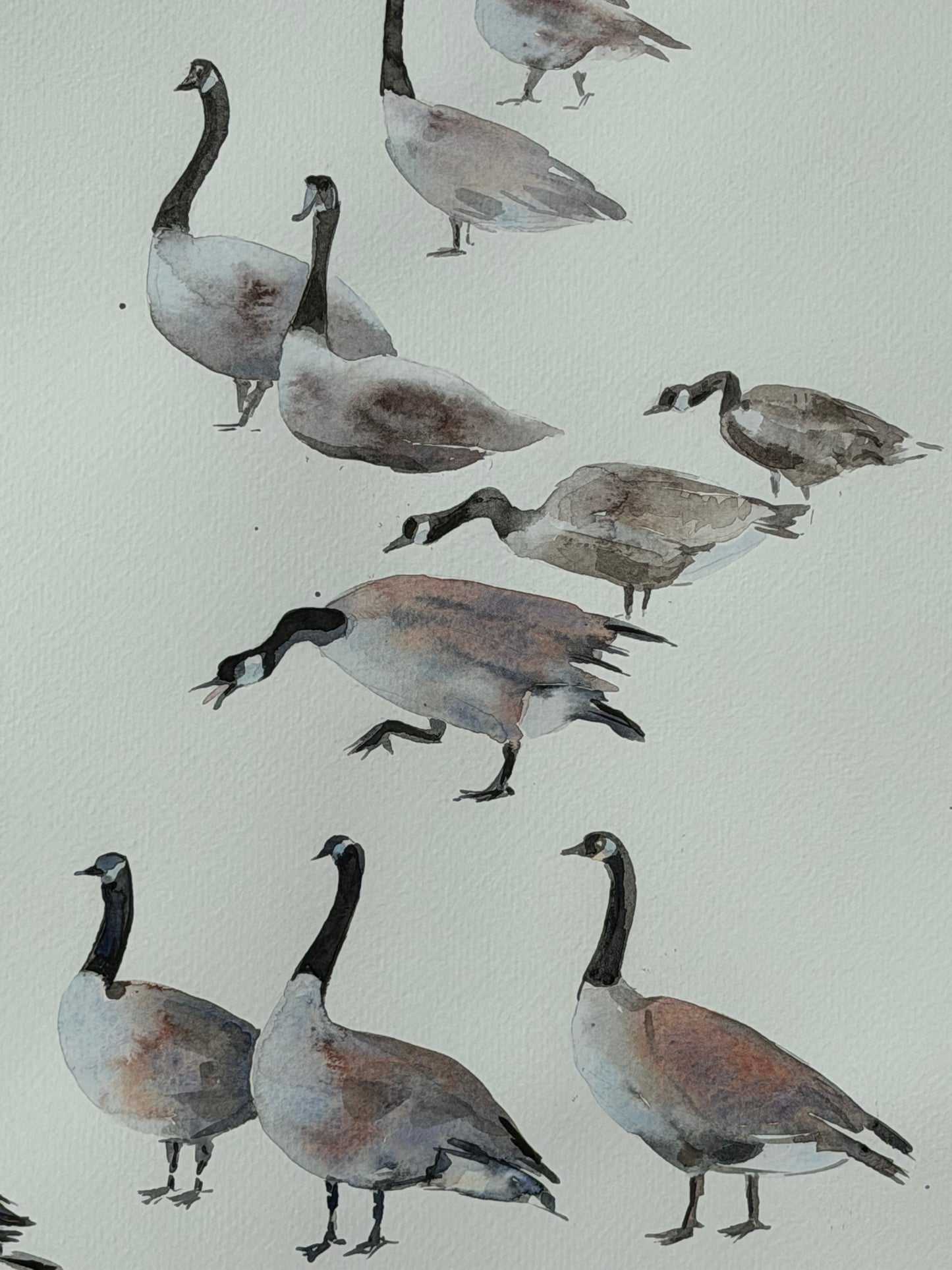 Geese of the North