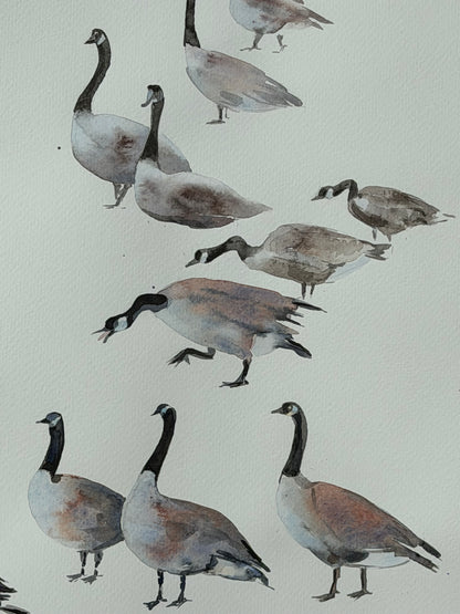 Geese of the North