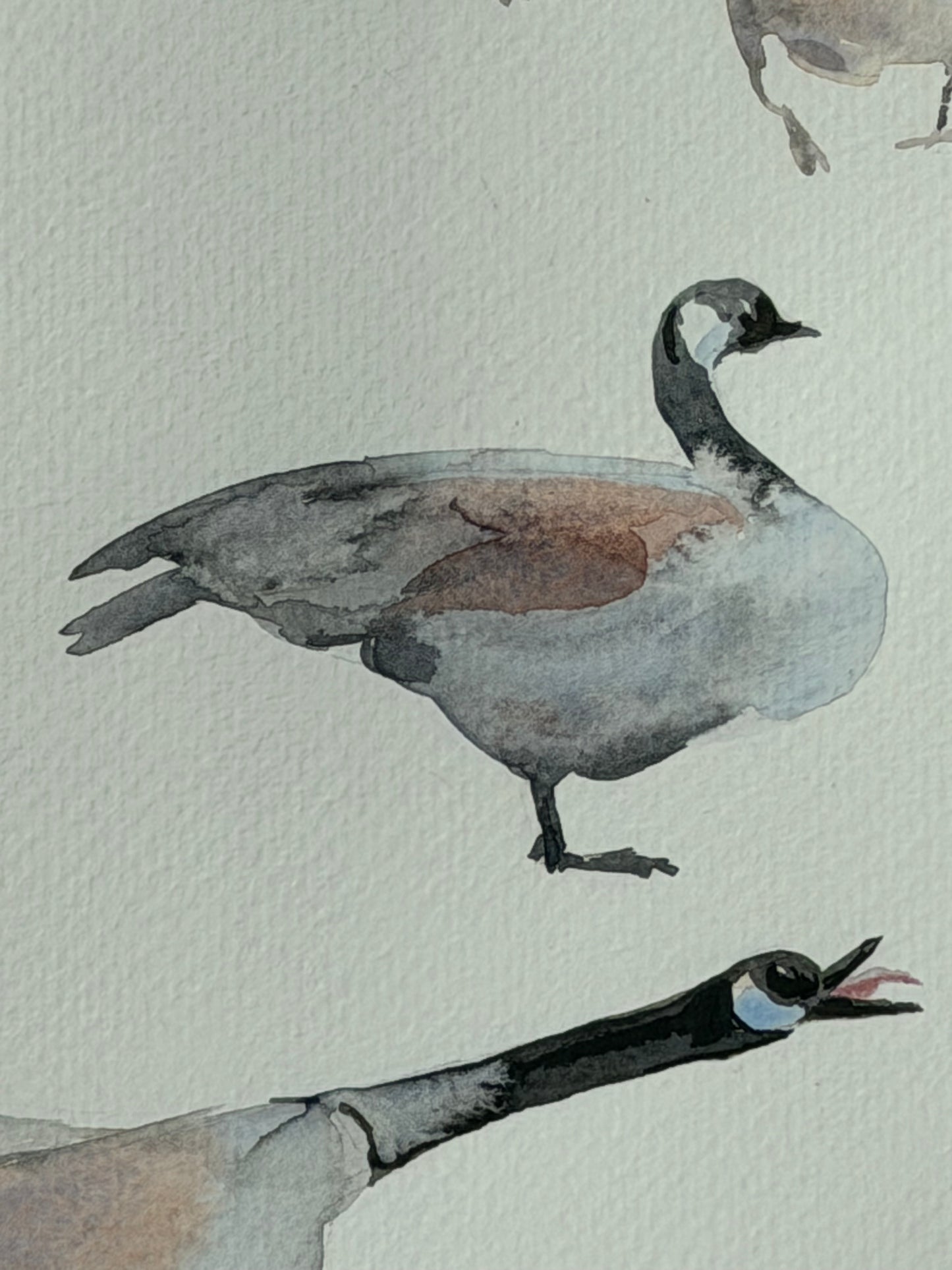 Geese of the North