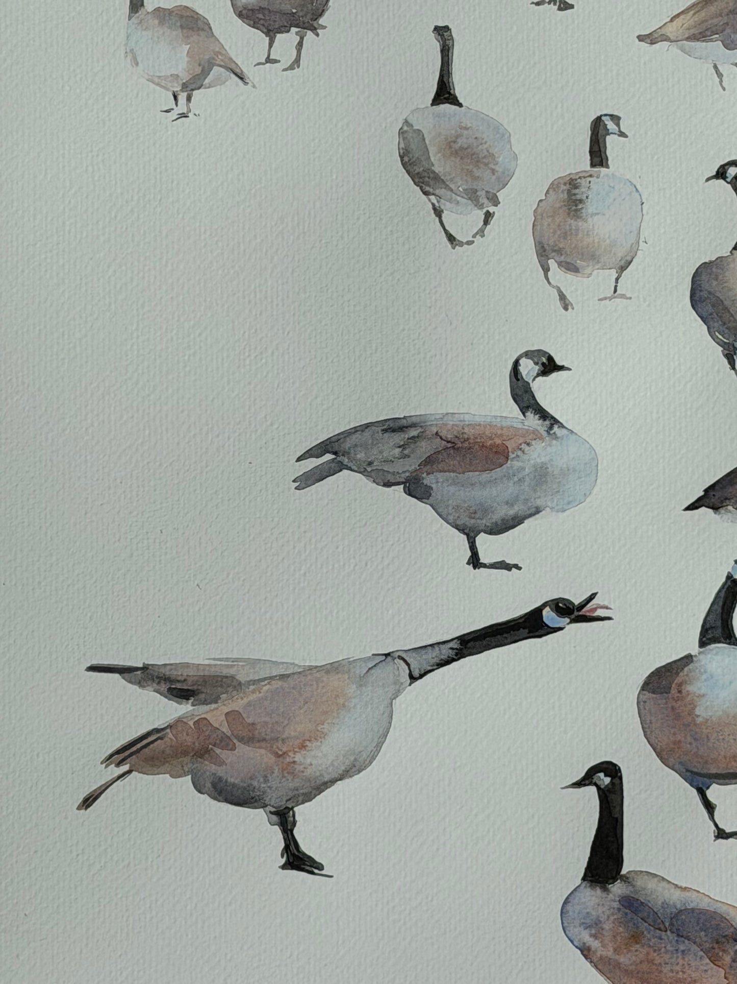 Geese of the North