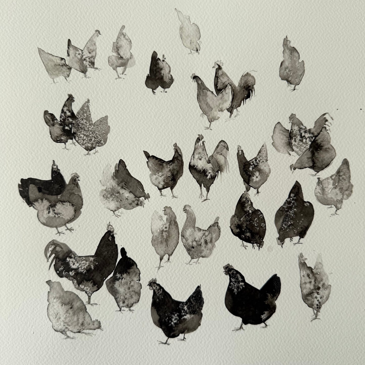 Between Black and White. Chickens