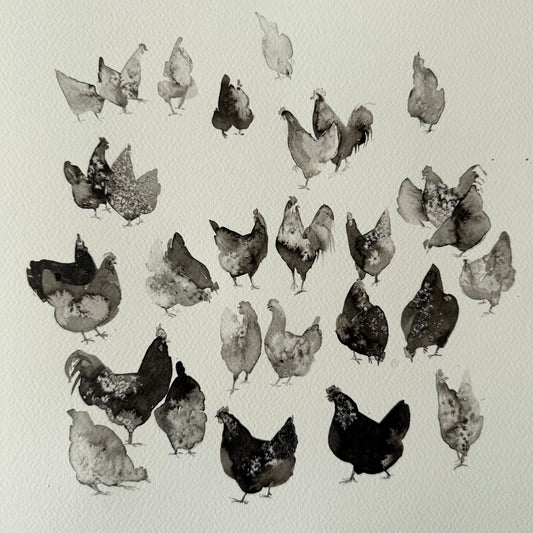 Between Black and White. Chickens