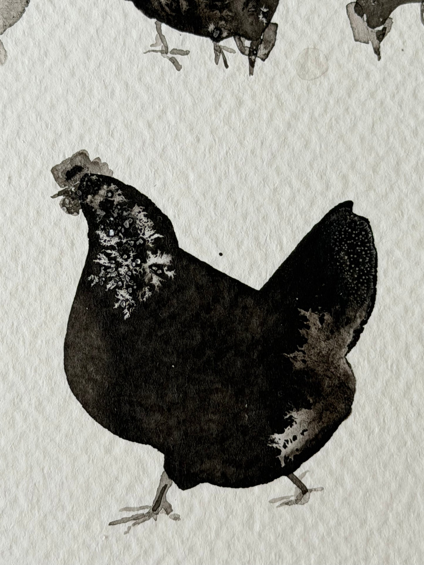 Between Black and White. Chickens