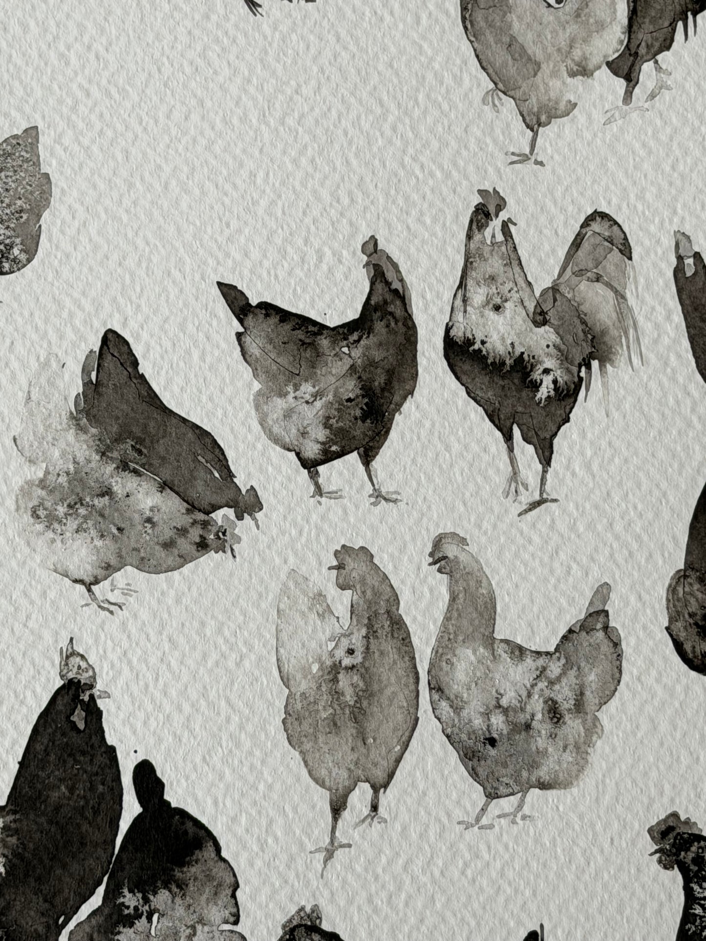 Between Black and White. Chickens