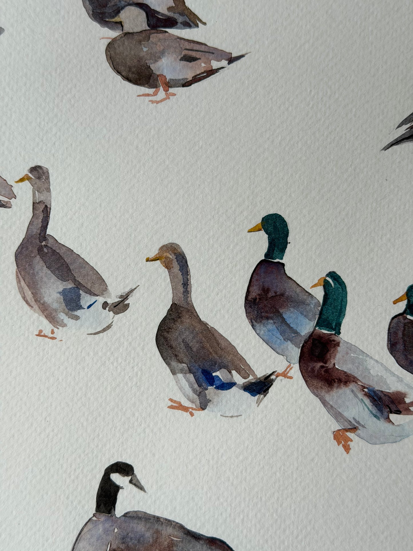 Routes Without Borders (Geese & Ducks)
